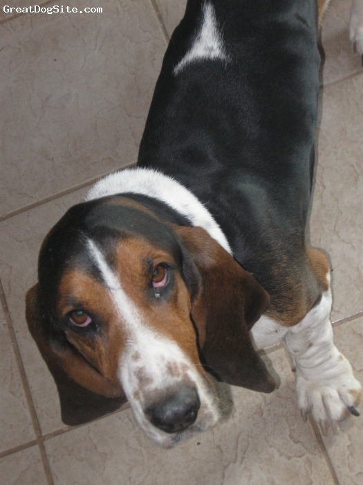 A photo of a 1 1/2 old, TriColor, Basset Hound Gator was adopted in